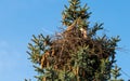 Kestrels fly over your eyrie for hunting in Hamburg, Germany