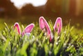 pair of toy rabbits with ears and a white egg peeking out of the green juicy grass in the spring meadow Royalty Free Stock Photo