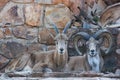 Pair Of Transcaspian Urials Ovis orientalis arkal