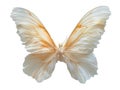 a pair of translucent white luxury wings isolated on white background,for photo shots or maternity shots ,