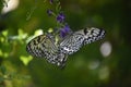 Pair of Tree Nymph Butterflies in a Garden Royalty Free Stock Photo