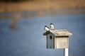 Pair of Tree Swallows on Roof of Bird Box Royalty Free Stock Photo