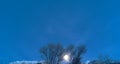 Two Trees Illuminated by Moon