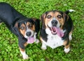 A pair of tricolor Beagle dogs looking up and smiling