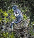 Pair of Tricolored Herons Building a Nest