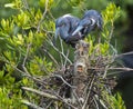 Pair of Tricolored Herons Building Their Nest