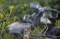 Pair Of Tricolored Herons Collecting Twigs