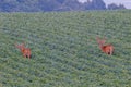 Pair of trophy white-tailed bucks Odocoileus virginianus with velvet antlers during summer Royalty Free Stock Photo