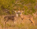 Pair of trophy Whitetail Deer Bucks stand together in field