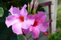 Pair of Tropical Pink Hibiscus Flowers in Full Bloom Royalty Free Stock Photo