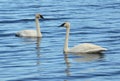 A Pair of Trumpeter Swan (Cygnus buccinator) Royalty Free Stock Photo