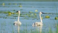 A pair of trumpeter swan parents on a beautiful sunny spring  day - with their cute baby cygnets - taken in the Crex Meadows Wildl Royalty Free Stock Photo