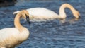 A pair of trumpeter swans on a beautiful sunny spring / late winter day - taken in the Crex Meadows Wildlife Area in Northern Wisc