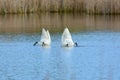 Pair Of Trumpeter Swans Feeding In Pond Royalty Free Stock Photo