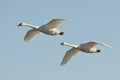 Pair of Swans Royalty Free Stock Photo
