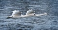 Pair of Trumpeter Swans Fly Over River