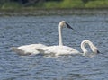 A Pair of Trumpeter Swans Patrolling a North Woods Lake