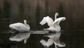 Pair of Trumpeter Swans reflecting while spreading their wings in the Yellowstone River in Yellowstone National Park in Wyoming Royalty Free Stock Photo