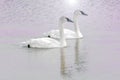 Pair of Trumpeter Swans Swimming in Lake Royalty Free Stock Photo