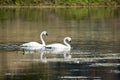 A Pair of Trumpeter Swans