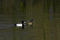 A Pair Of Tufted Duck - Aythya fuligula - on A Mere