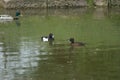 A pair of tufted ducks swimming in a pond along with a male mallard duck Royalty Free Stock Photo