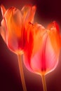 A pair of tulip abstract transparent diaphanous ethereal generative AI