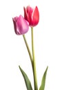 Pair of tulip flowers isolated on white background Royalty Free Stock Photo