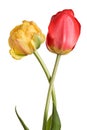 Flowers, pair tulips isolated on a white background Royalty Free Stock Photo