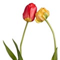 Flowers, pair tulips isolated on a white background Royalty Free Stock Photo