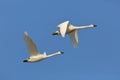 Pair of Tundra Swans in Flight