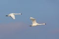 Pair of Tundra Swans in Flight