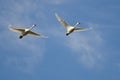 Pair of Tundra Swans Flying in a Blue Sky Royalty Free Stock Photo