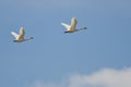 Pair of Tundra Swans Flying High Above the Clouds Royalty Free Stock Photo