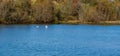 A Pair of Tundra Swans Swimming in a Pond