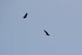 Pair of Turkey Vultures (Cathartes aura) in flight along hiking trail at Bear Creek Royalty Free Stock Photo