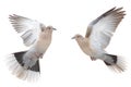 pair of turtle doves in flight on a white background Royalty Free Stock Photo
