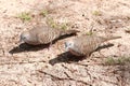 A pair of turtle doves looking for food