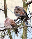 A pair of turtle doves resting