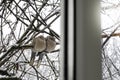 A pair of turtle doves sitting on the branches of trees on a cold winter morning photo taken from the apartment window