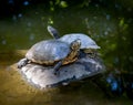 Pair of turtles basking on rock in pond