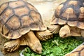 a pair of turtles Royalty Free Stock Photo