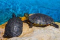 Pair of turtles sit on a stone