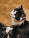 Pair of twin cats Royalty Free Stock Photo