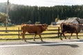 Pair of two big beautiful brown cow walking along mountain road in alpine scenic country village against wooden barn and Royalty Free Stock Photo