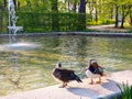 A couple of mandarin ducks in public park on the edge of a fountain