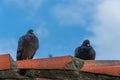 A pair of two doves feral pigeon sitting next to each other on a roof ridge in Wroclaw, Poland. Blue sky with clouds.