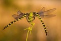 Pair of two dragonflies sitting close to each other in summer