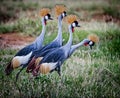 Pair of two mating pairs of Grey Crown Cranes in Kenya