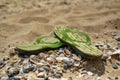 Pair, two of men`s beach slippers on the sand Royalty Free Stock Photo